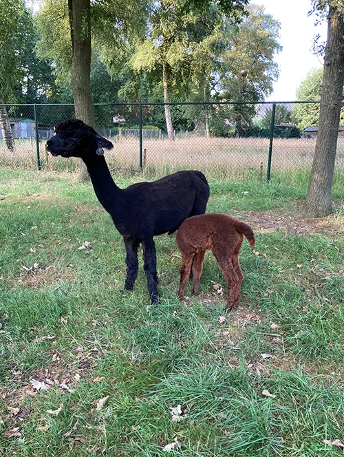 Tienda Molino NY Queen